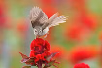 4 con giáp gặp nhiều may mắn trong tháng 2 nhuận Âm lịch