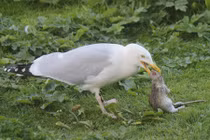 Kinh dị cảnh chim nuốt chửng chuột khổng lồ