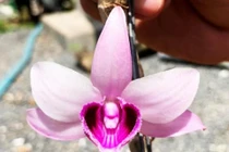 Chi 5 tỷ mua Giả hạc Ma Bó đột biến: Thương vụ lố bịch?