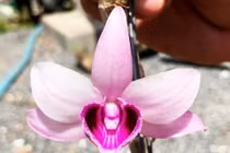 Chi 5 tỷ mua Giả hạc Ma Bó đột biến: Thương vụ lố bịch?