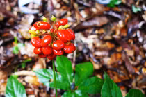 Bật mí loại hạt nhỏ xíu “đắt hơn vàng” 240 triệu đồng/kg