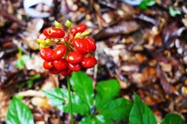 Bật mí loại hạt nhỏ xíu “đắt hơn vàng” 240 triệu đồng/kg