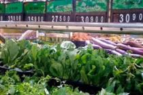 Hoa mắt với “tem” rau