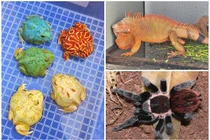 Loạt thú cưng độc lạ và đắt đỏ của nhà giàu Việt