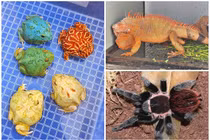 Loạt thú cưng độc lạ và đắt đỏ của nhà giàu Việt