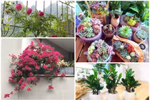 Muốn kinh doanh gì cũng lãi, hút tài lộc hãy trồng ngay 7 loại cây ở ban công