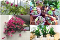 Muốn kinh doanh gì cũng lãi, hút tài lộc hãy trồng ngay 7 loại cây ở ban công