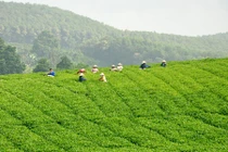 Thăm đồi chè thu tiền tỷ của nông dân Việt