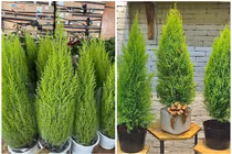 Cận Giáng sinh, cây thông mini đắt khách trên chợ mạng