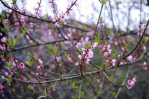 Đào rừng Tây Bắc mini đổ bộ chợ mạng, hút khách chơi Tết... giá sao?