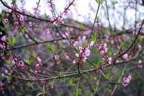 Đào rừng Tây Bắc mini đổ bộ chợ mạng, hút khách chơi Tết... giá sao?