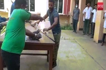 Video: Cận cảnh hổ mang chúa 3,6m được bó bột trị thương