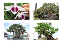 Thú chơi cây cảnh siêu đắt đỏ của nhà giàu Việt