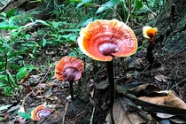 Giới nhà giàu Việt "săn lùng" những loại nấm siêu đắt nào?