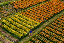 Làng hoa Bình Dương đua sắc đón Xuân 