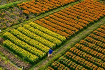 Làng hoa Bình Dương đua sắc đón Xuân 