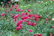 Bên trong vườn hồng lớn nhất Việt Nam, vạn người mê