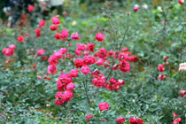 Bên trong vườn hồng lớn nhất Việt Nam, vạn người mê