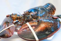 “Giải cứu” tôm hùm Alaska, cua hoàng đế... giá vẫn chát?