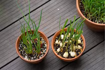 10 loại rau “khắc tinh” của ung thư, thích hợp trồng ban công