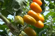 “Đột nhập” vườn cà chua độc đáo trồng từ sữa tươi