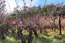 Hoa đào 'má hồng thiếu nữ' 25 cánh độc nhất Việt Nam