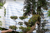 Cây vú sữa của nghệ nhân Đồng Tháp có gì hot mà giá 3 tỷ đồng? 