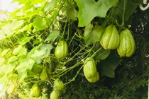 Thích mắt giàn su su 3m2 hàng trăm quả của mẹ Việt ở Đức