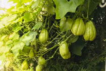 Thích mắt giàn su su 3m2 hàng trăm quả của mẹ Việt ở Đức