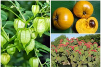 3 loại quả bị người Việt “ghẻ lạnh”, ra nước ngoài “đắt hơn vàng“