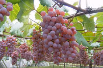 Mãn nhãn thiên đường trái cây “hốt bạc” ở Nhật Bản