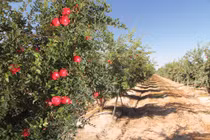 Mướt mắt cảnh thu hoạch hàng nghìn tấn lựu đỏ 