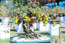“Sững sờ” khế bonsai ra quả chi chít từ gốc tới ngọn 