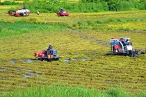 Ngắm mùa vàng bội thu trên vùng đất lúa