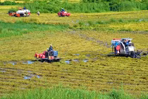 Ngắm mùa vàng bội thu trên vùng đất lúa