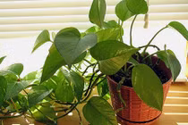 10 cây cảnh trang trí nhà tuyệt đẹp không lo tưới nước