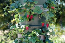 Cách trồng dâu tây trong tháp đơn giản vẫn cho quả sai trĩu