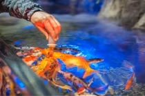 Lĩnh án 18 tháng tù vì đầu độc bể cá cưng của tình cũ để trả thù