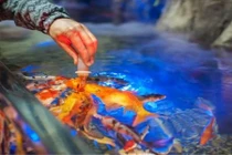 Lĩnh án 18 tháng tù vì đầu độc bể cá cưng của tình cũ để trả thù