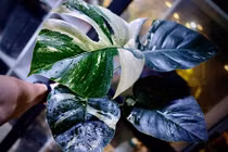 Cây kiểng "quái vật rừng xanh" đột biến, giá nửa tỷ đồng một lá