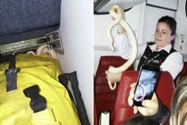 Kinh hoàng rắn bị bỏ quên trên máy bay