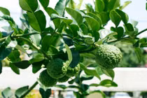 Bất ngờ loại quả tưởng “tuyệt chủng” nay “hốt bạc“