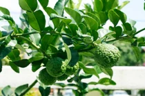 Bất ngờ loại quả tưởng “tuyệt chủng” nay “hốt bạc“