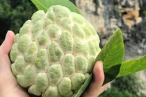 Na vào mùa, mách người mua cách chọn na không tẩm hóa chất