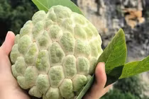 Na vào mùa, mách người mua cách chọn na không tẩm hóa chất