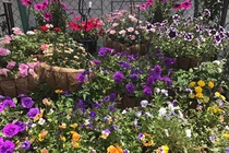 Khu vườn ngập hoa thơm, quả ngọt của mẹ Việt tại Nhật Bản