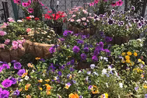 Khu vườn ngập hoa thơm, quả ngọt của mẹ Việt tại Nhật Bản