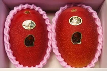 Nửa chỉ vàng/quả, xoài đắt nhất thế giới ngon cỡ nào?