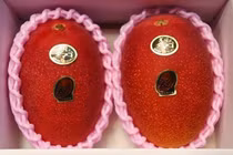 Nửa chỉ vàng/quả, xoài đắt nhất thế giới ngon cỡ nào?