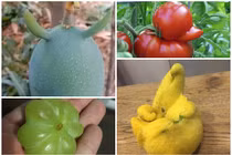 “Phì cười” trước loạt hoa quả hình dáng kỳ quặc trong vườn